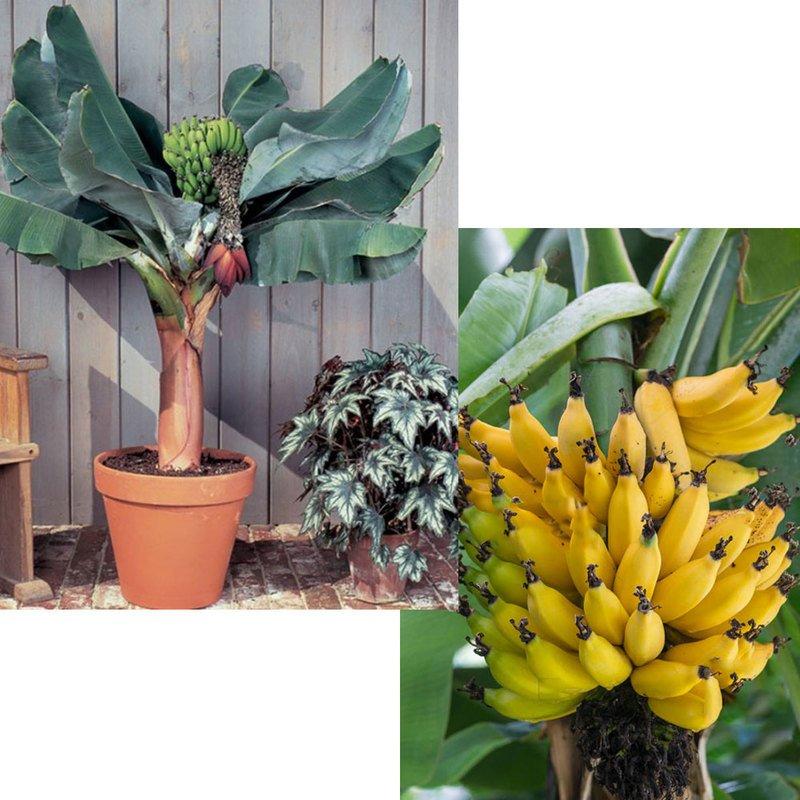 Peragashop - 1 PIANTA DI MUSA TROPICANA BANANO NANO VASO 12CM