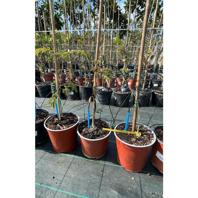 Albizia Julibrissin-pianta giovane Albizia Julibrissin-pianta giovane