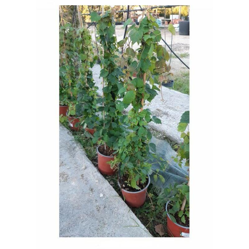 Ampelopsis Tricuspidata V17