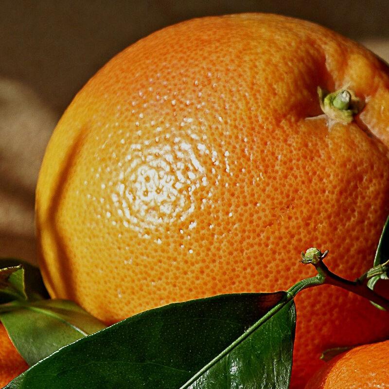 Arancio Washington Navel pianta di 3 anni Arancio Washington Navel pianta di 3 anni