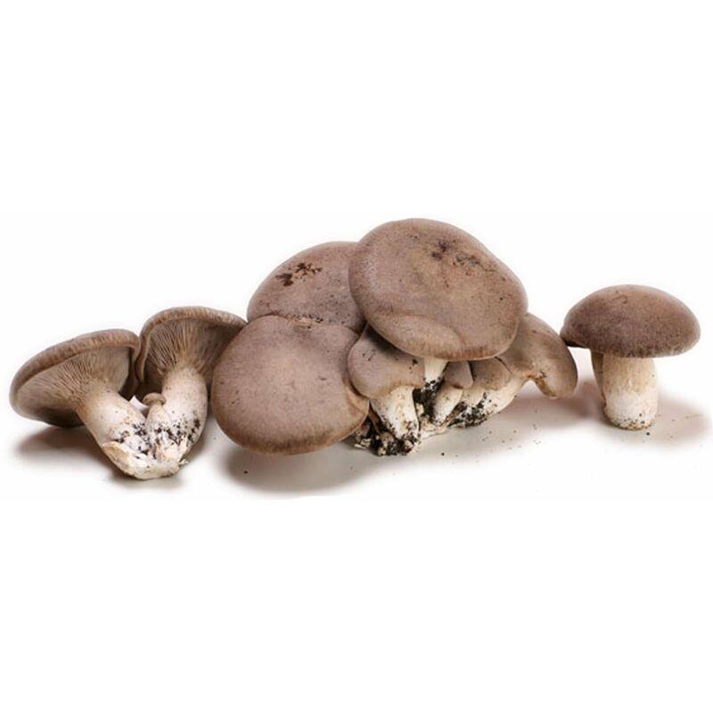 Balletta Funghi Cardoncelli, ceppo Pleurotus Eryngii, produzione professionale -Confezione da 8 pezzi