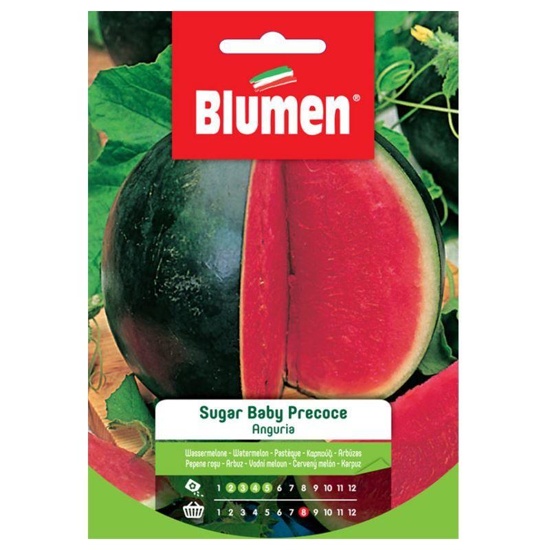 Anguria sugar baby precoce - Blumen