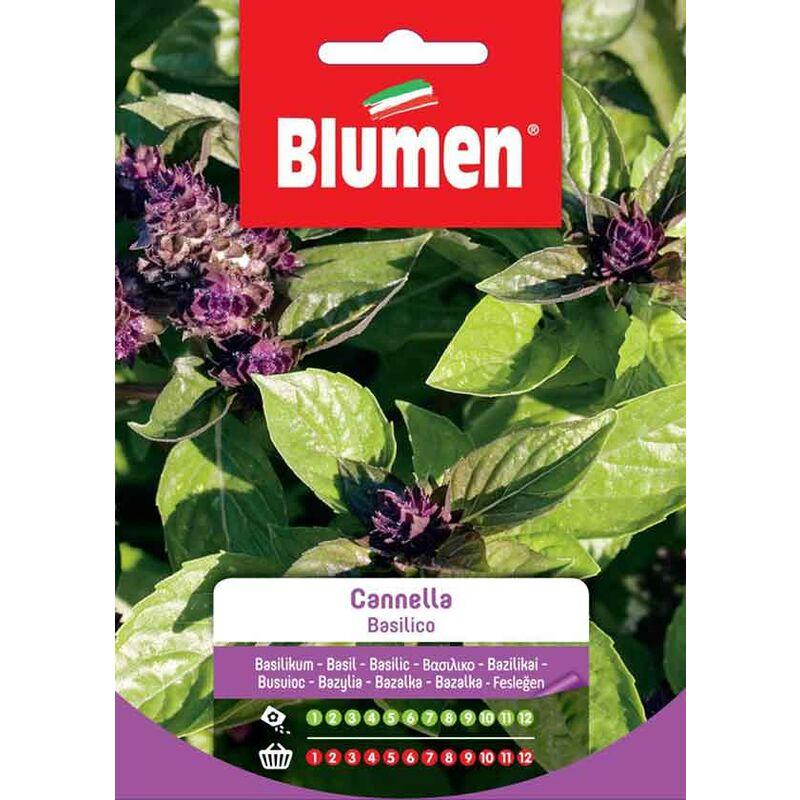 Semi di Basilico Cannella - Blumen