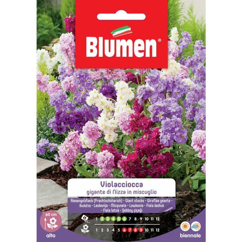 Semi di Violaciocca gigante di Nizza - Blumen