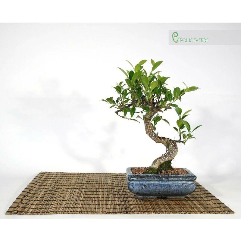 Bonsai di Ficus Retusa vaso cm. 15 Bonsai di Ficus Retusa vaso cm. 15