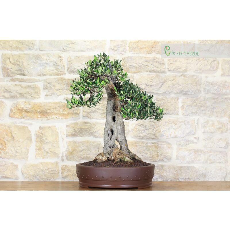 Bonsai di Olivo (130)