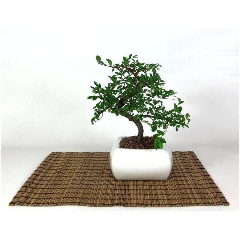 Bonsai di Olmo in vaso quadro bianco cm. 15