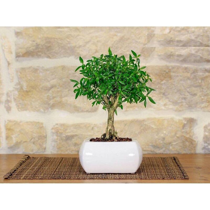Pollice Verde - Bonsai di Serissa in vaso quadro bianco