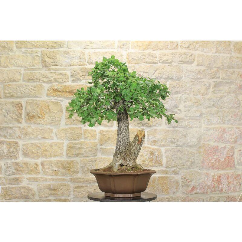 Bonsai Yamadori di Quercia Roverella (1)