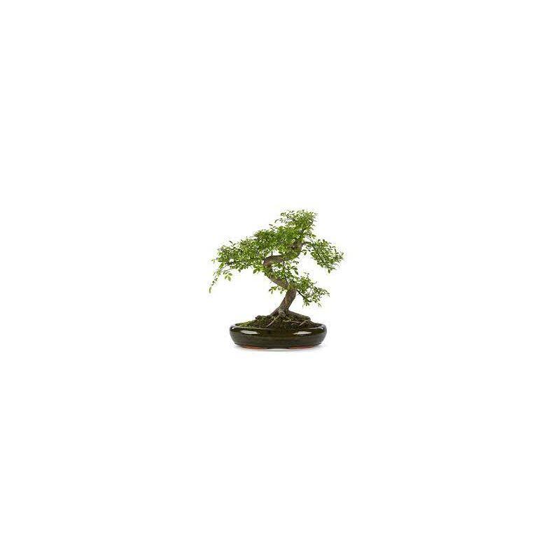 Bonsai Zelkova - Olmo Giapponese albero in miniatura del Giappone Foto Reali