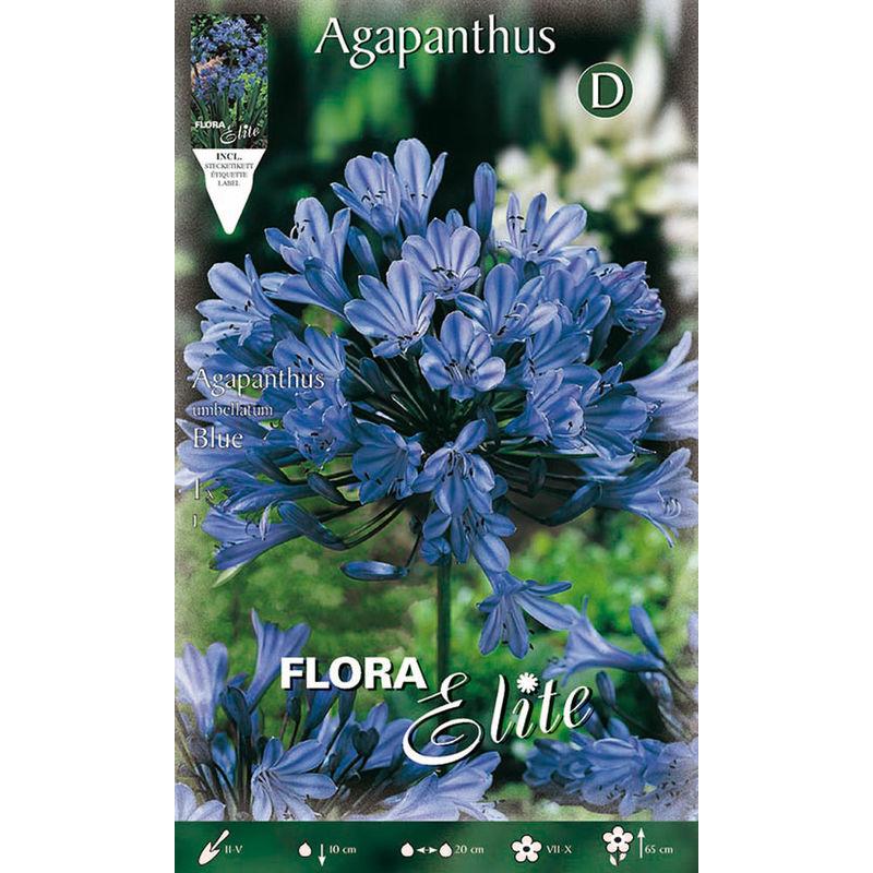 Peragashop - BULBI PRIMAVERILI AGAPANTHUS BLUE CONFEZIONE DA 1 BULBO BULBS BULBES