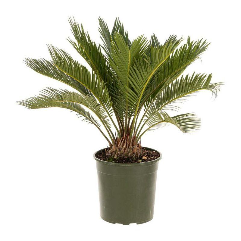 Cycas Revoluta