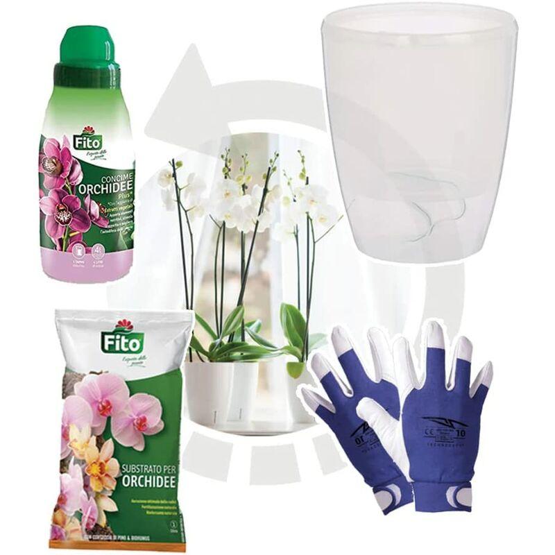 Kit Rinvaso Orchidee completo - Vaso Trasparente con auto-irrigazione Ø 15cm + Substrato Specifico per Orchidee 1Lt + Concime Liquido 250ml + Guanti