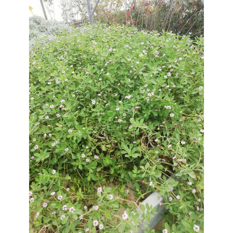 Lippia Repens v17