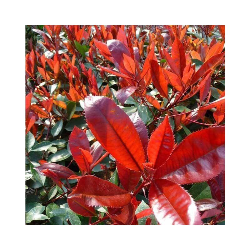 Photinia x Fraseri Little Red (Photinia Nana) vaso 18cm