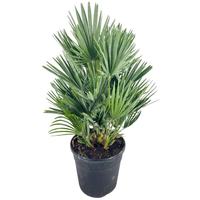 Pianta di chamaerops humilis compacta palma compatta h70cm vaso22 foto reale