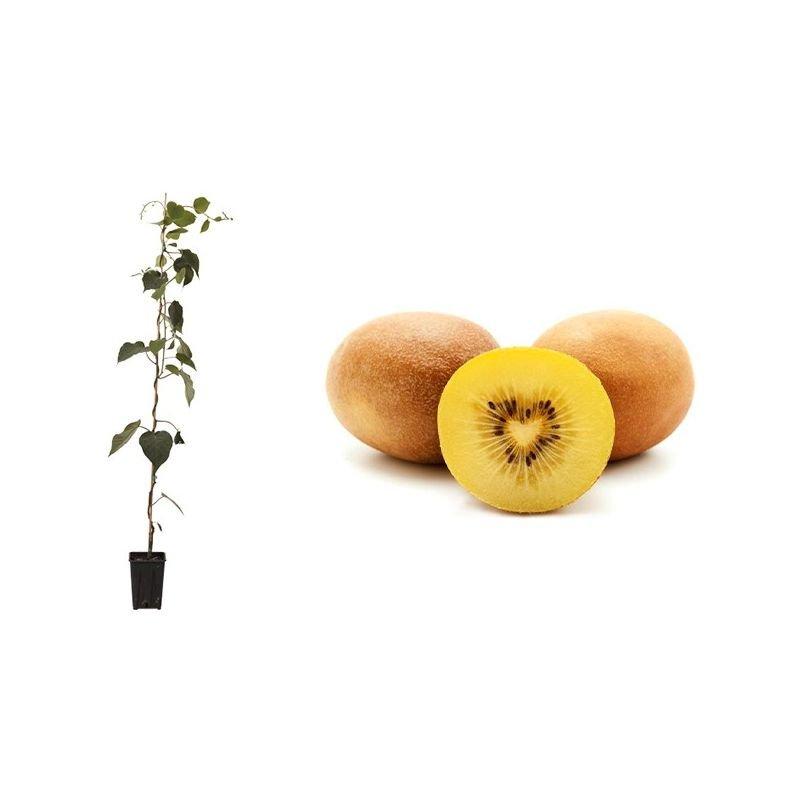 Pianta di Kiwi gialla (Actinidia Chinensis) in fitocella