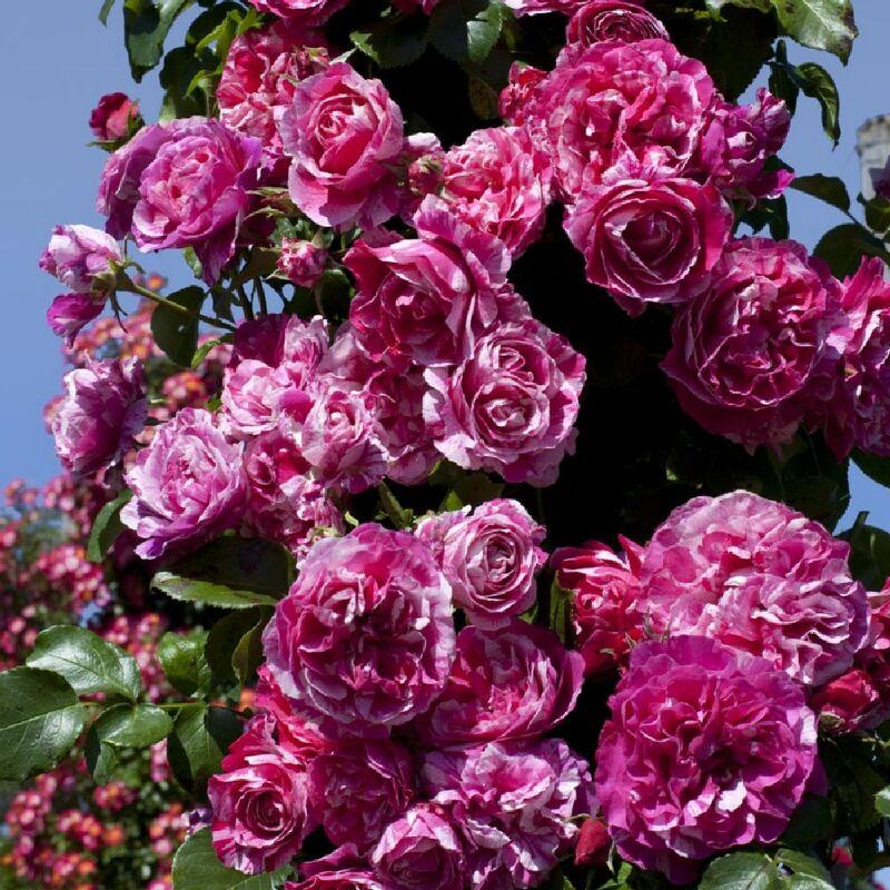 Pianta ROSA BREVETTATA INES SASTRE ® RAMPICANTE bianca rosa MEILLAND vera PROFUMATA vaso19 FOTO REALE