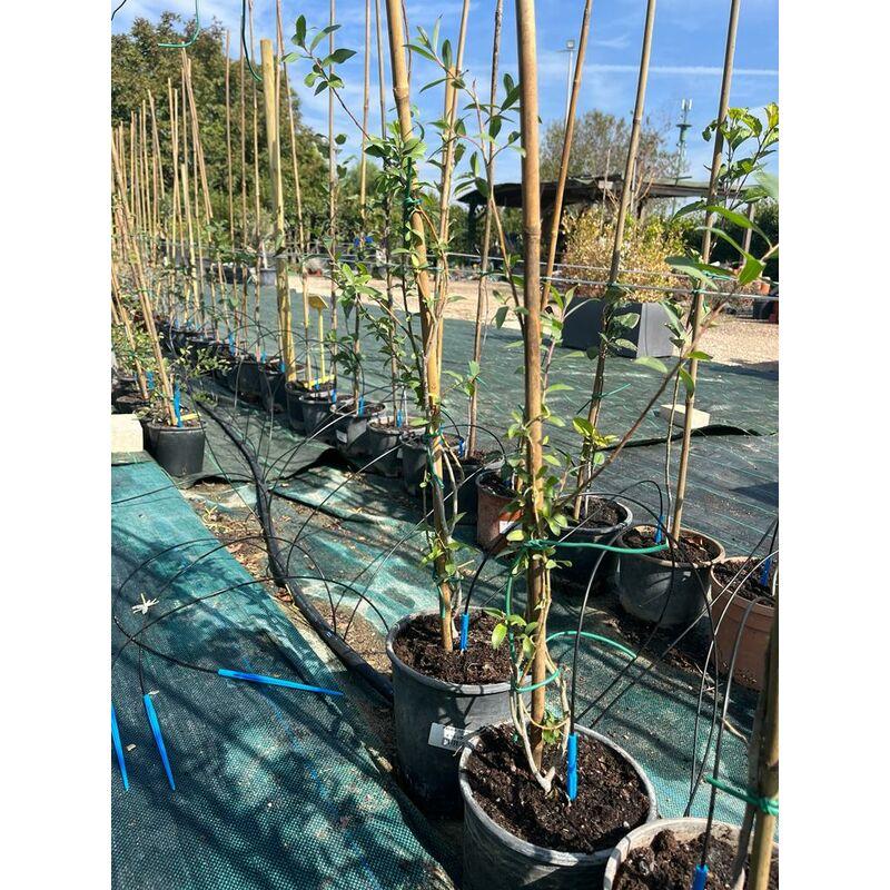 Salix-pianta giovane