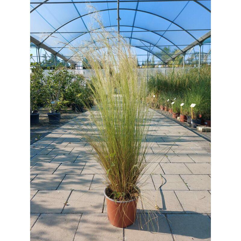 Stipa Tenuissima Stipa Tenuissima