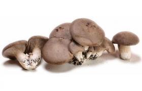 Balletta Funghi Cardoncelli, ceppo Pleurotus Eryngii, produzione professionale -Confezione da 8 pezzi
