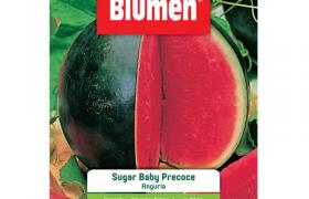 Anguria sugar baby precoce - Blumen