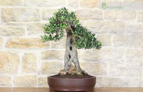 Bonsai di Olivo (130)