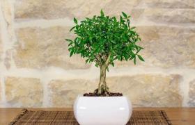 Pollice Verde - Bonsai di Serissa in vaso quadro bianco