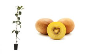 Pianta di Kiwi gialla (Actinidia Chinensis) in fitocella